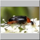 Mordellochroa abdominalis - Stachelkaefer 01a 6-7mm.jpg